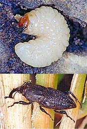 Billbug and Larvae
